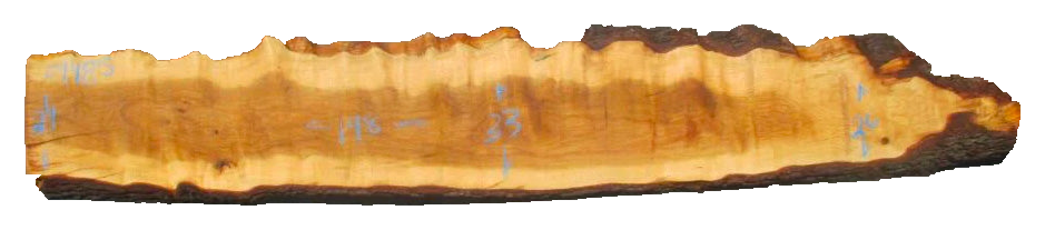 American White Oak Live Edge #09485