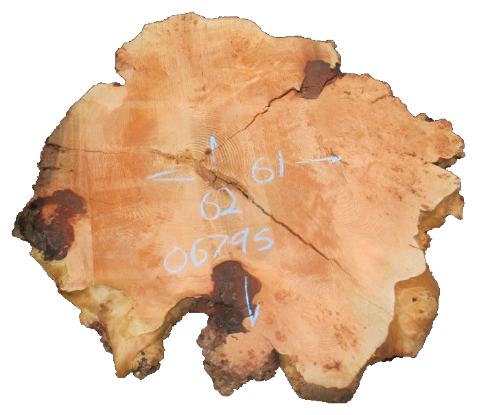 Fir Burl Live Edge #06795
