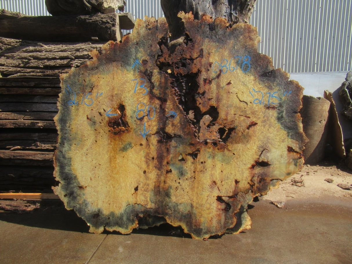 Buckeye Burl Live Edge #008