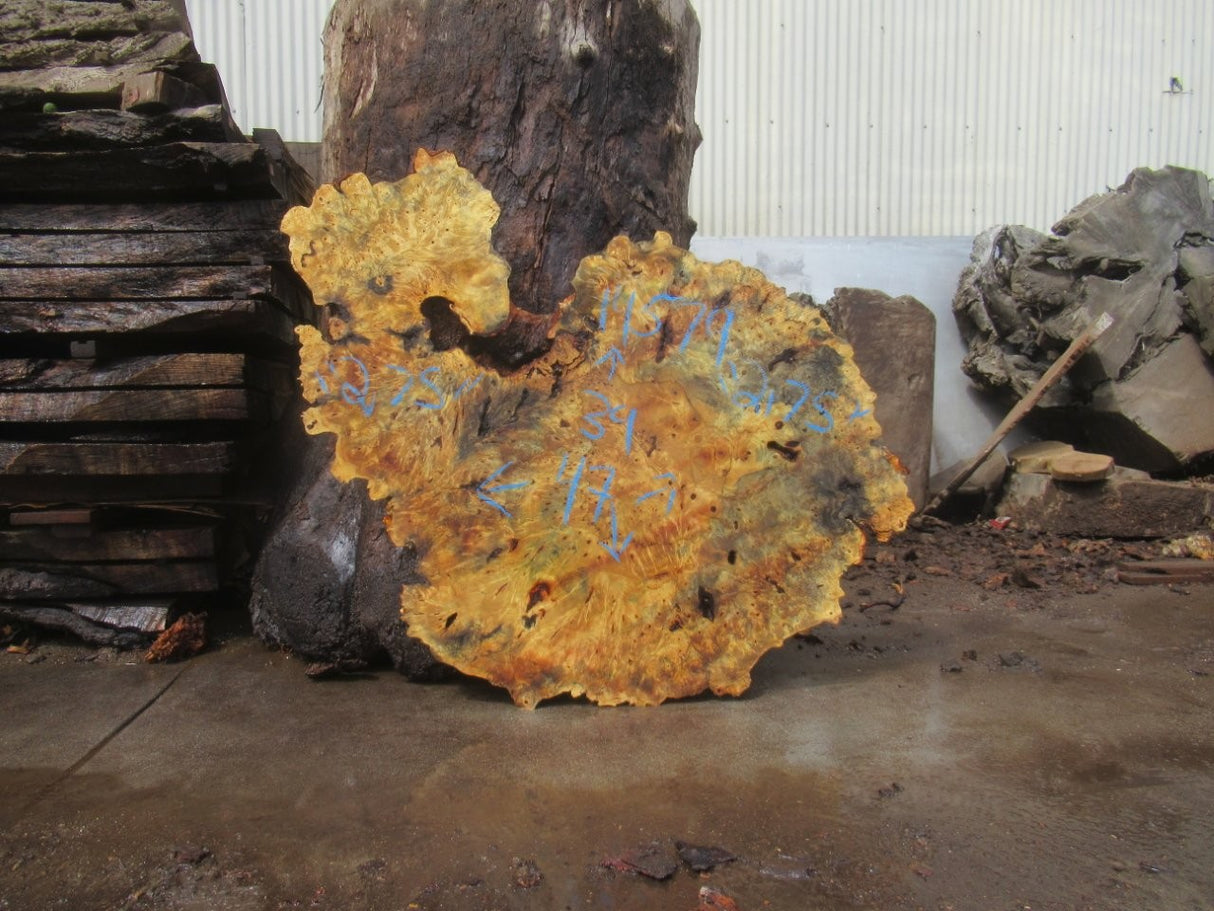 Buckeye Burl Live Edge #015