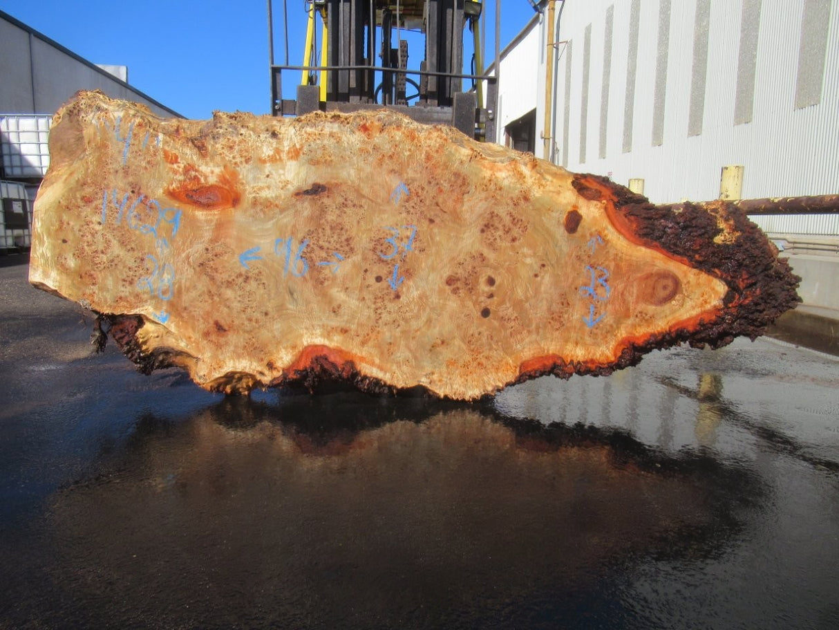 Mappa Burl Live Edge #024