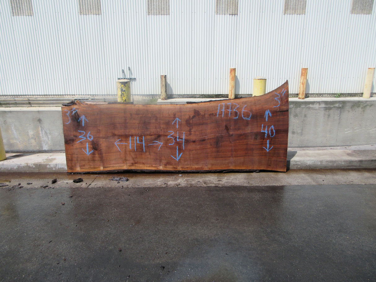 Claro Walnut Slab #17736