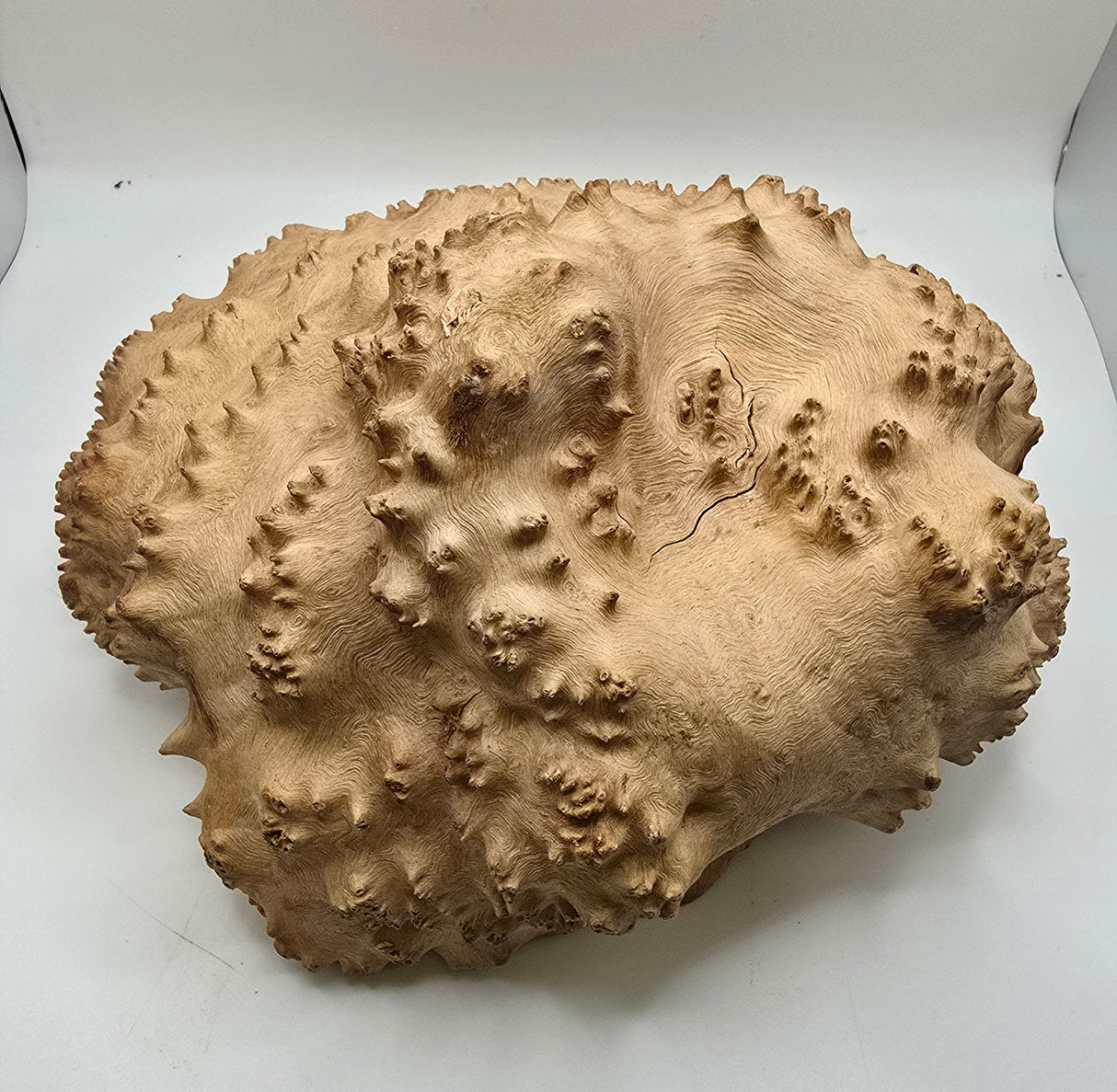 Red Mallee Burl - B178