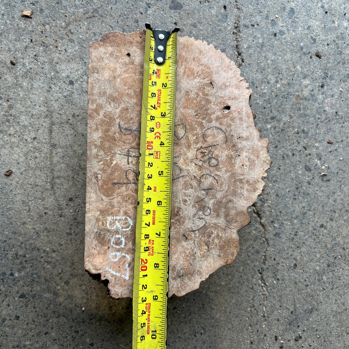 Chechen Burl 8.5”x6”x2”