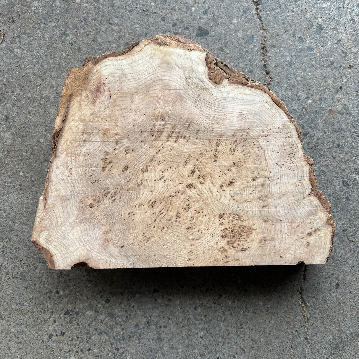 Ash Burl 9”x7”x2”