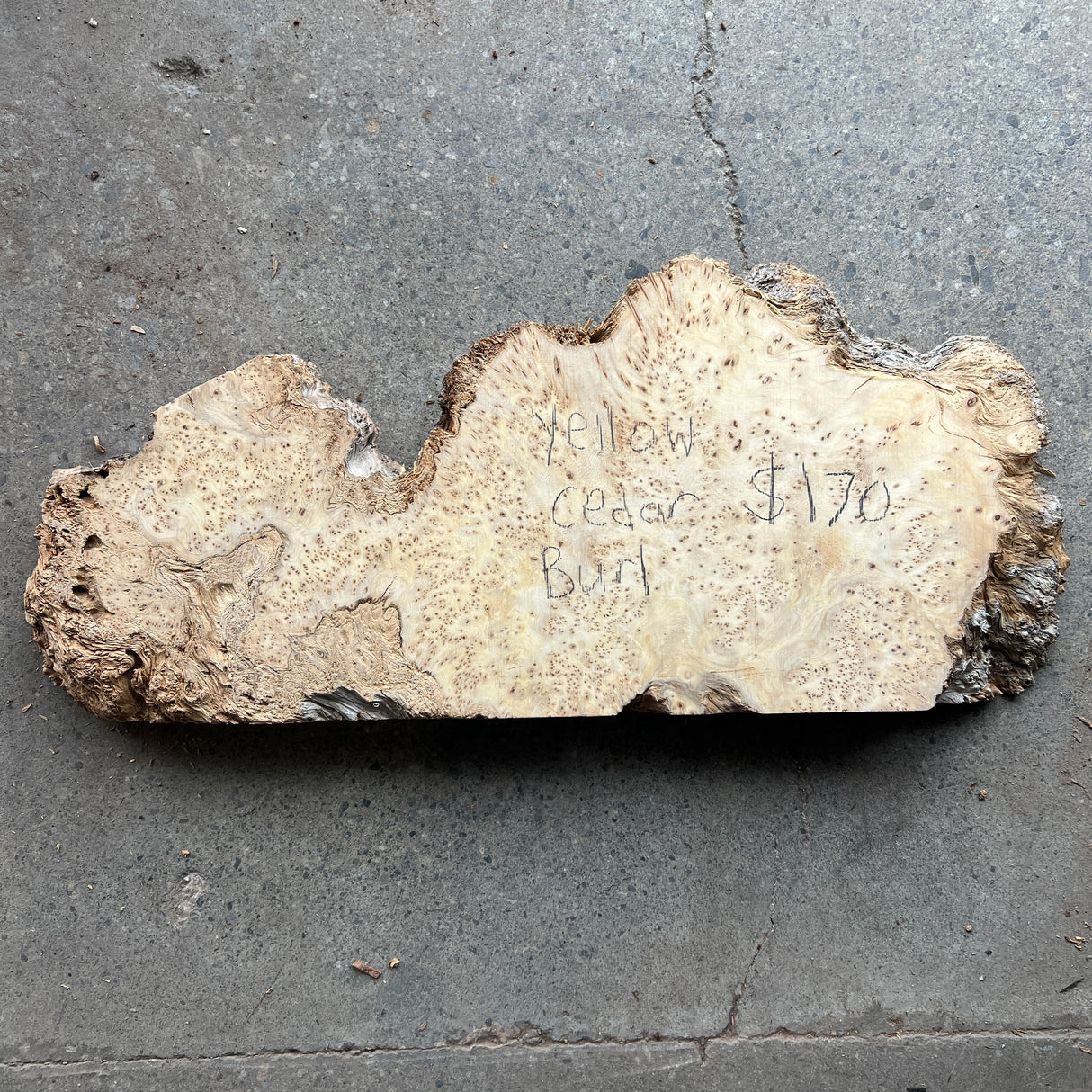 Yellow Cedar Burl 22”x8”x2”