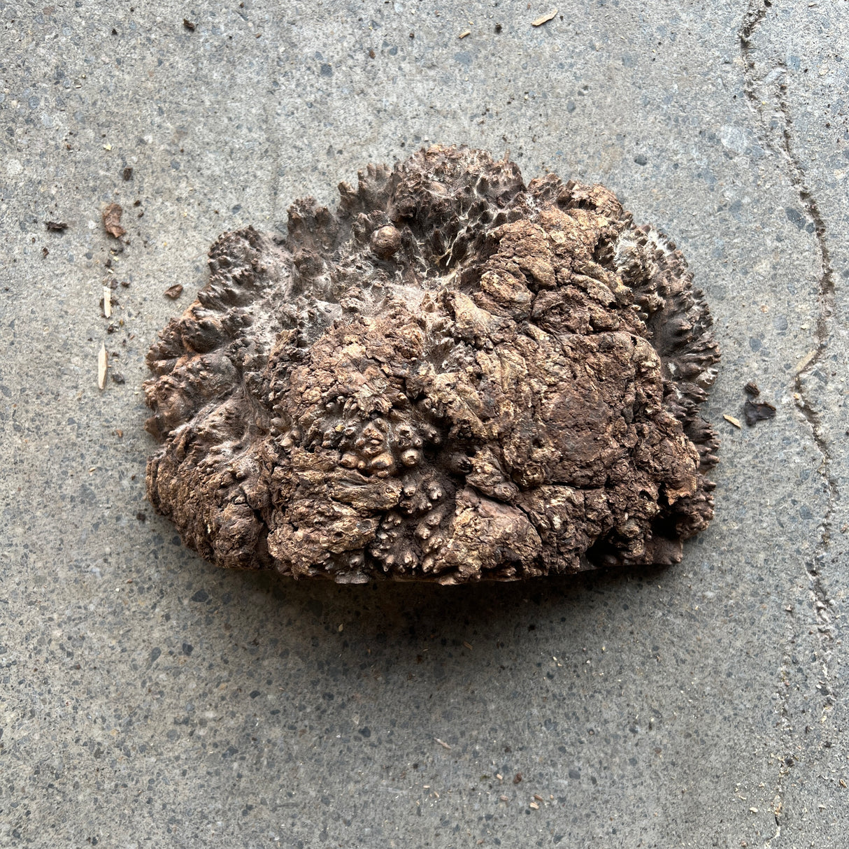 Chechen Burl 8.5”x6”x2”