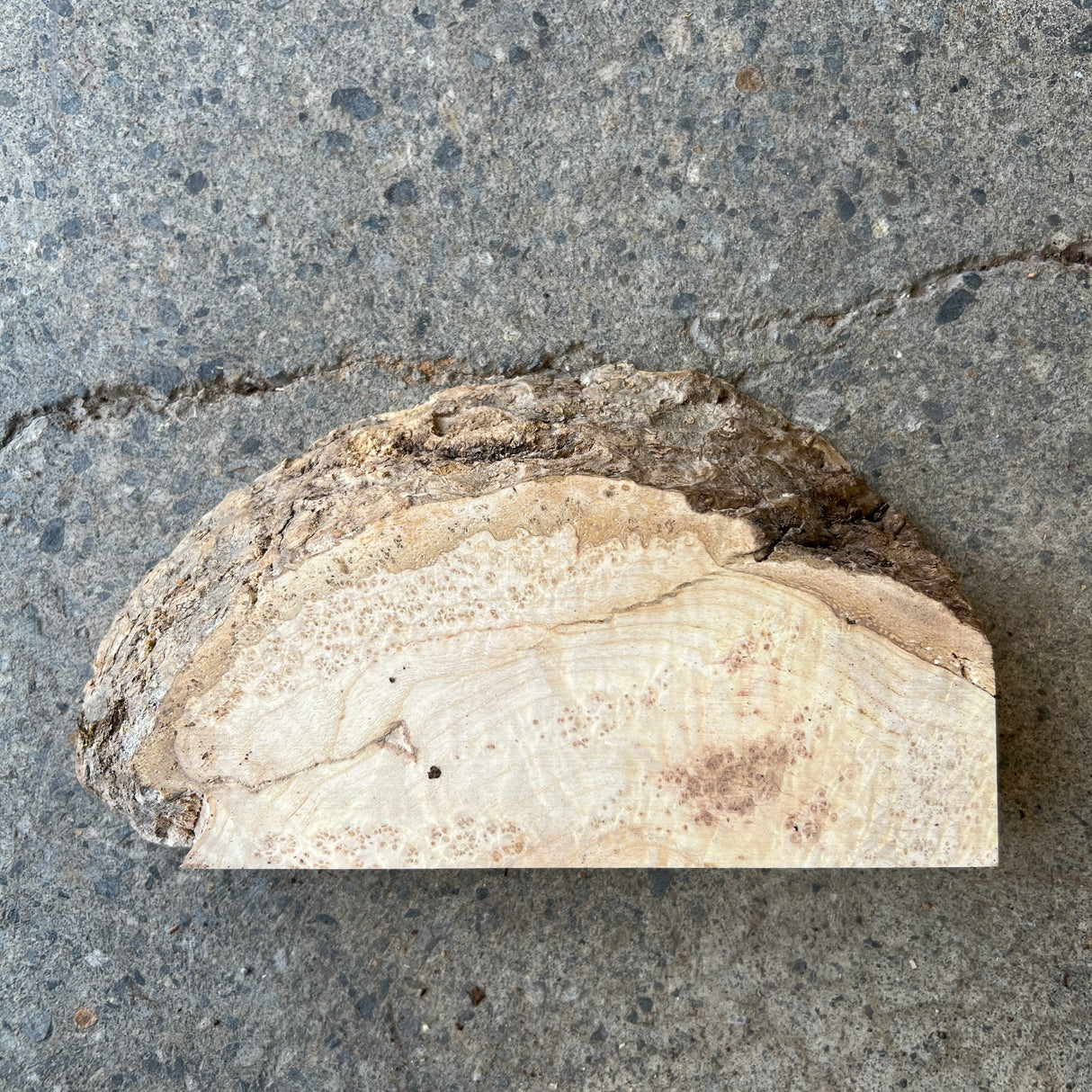 Ash Burl 7”x4”x1.25”