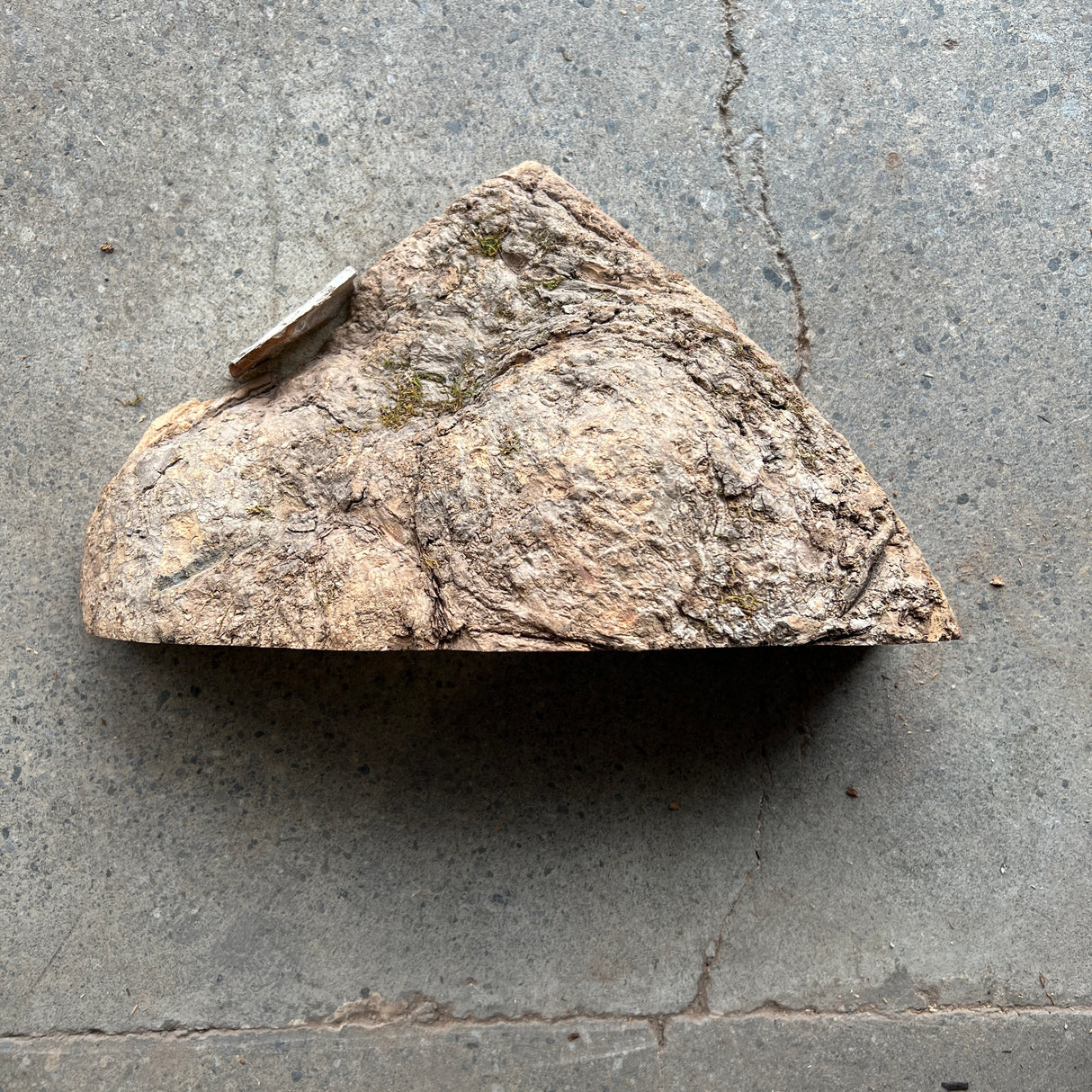 Ash Burl 12”x7”x3.5”