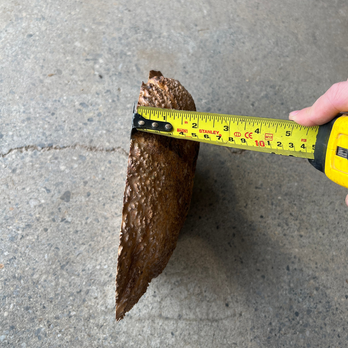 Brown Mallee Burl 10”x7”x2”