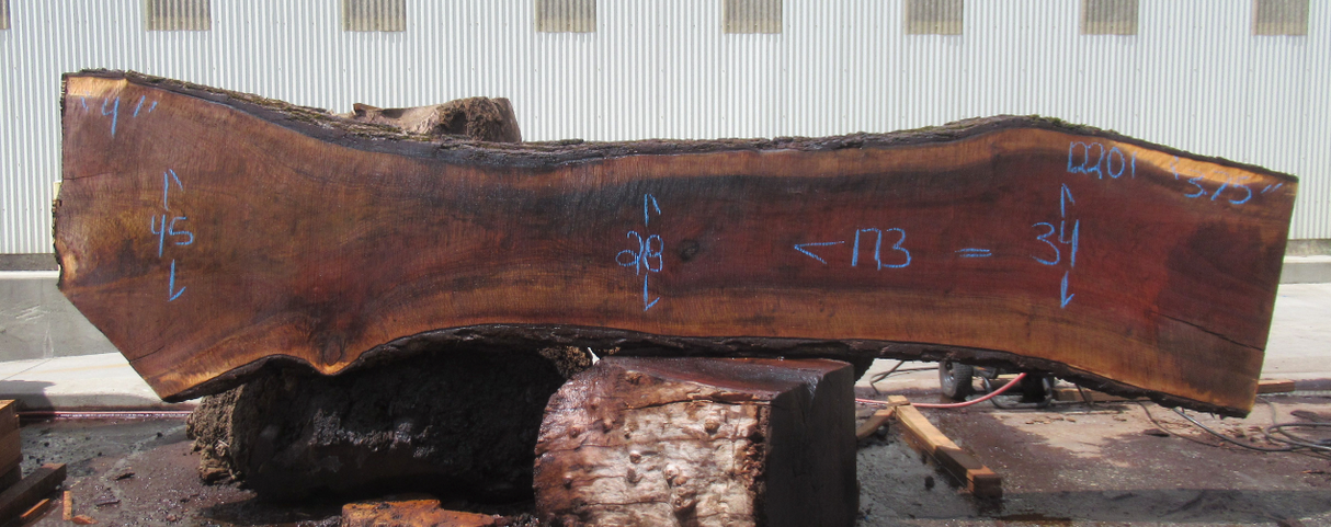 Claro Walnut Live Edge #12201