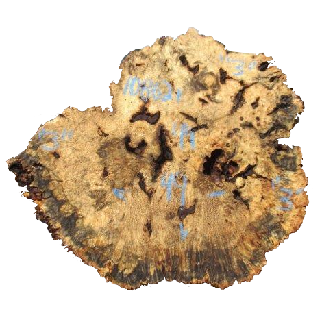 American Buckeye Slab #10862