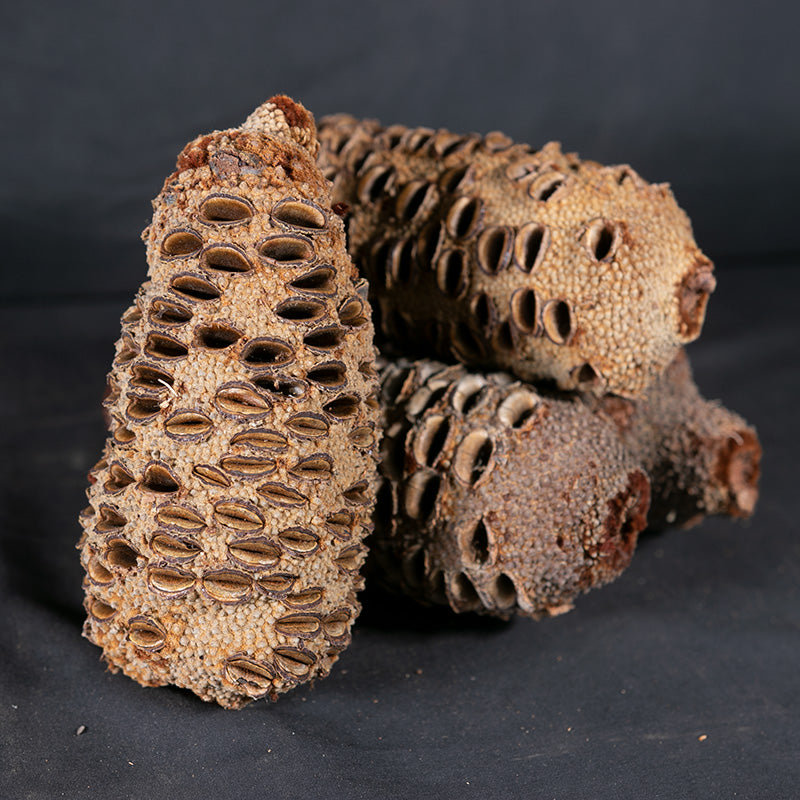 Banksia Pods
