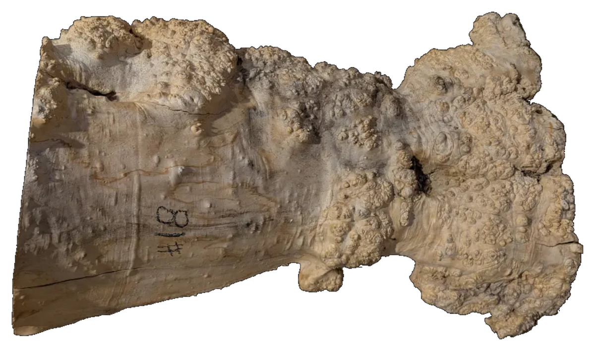 Maple, Box Elder Live Edge #018