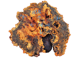 Buckeye Burl Live Edge #013