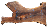 Claro Walnut Slab #17684