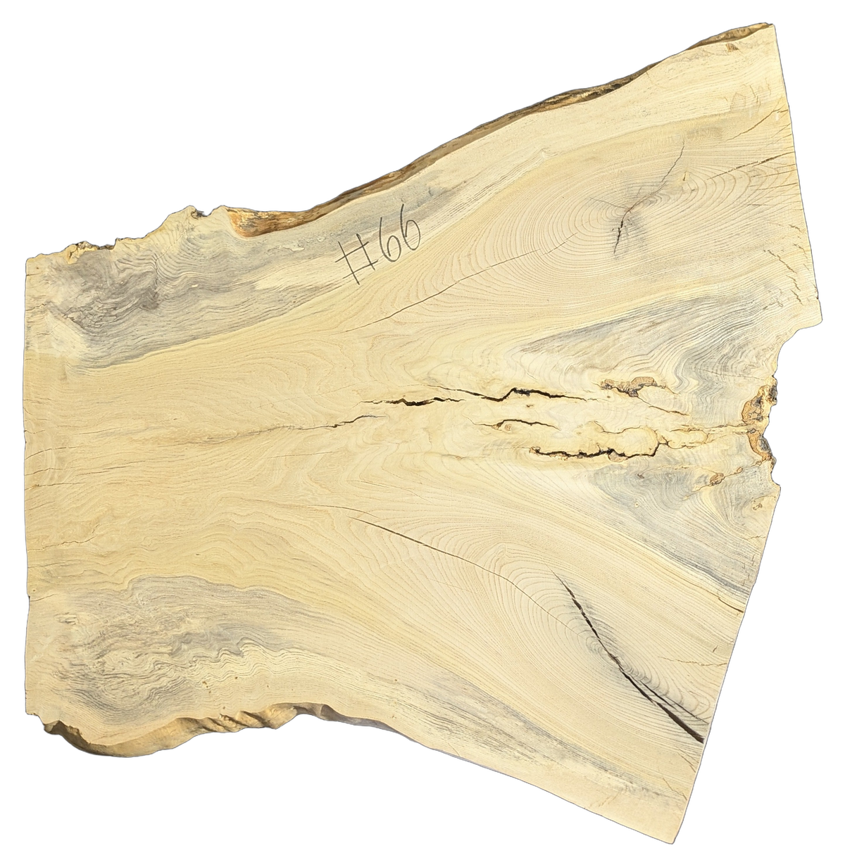 Ash Live Edge #066