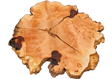 Fir Burl Live Edge #06795