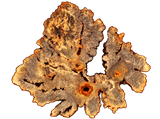 Buckeye Burl Live Edge #011