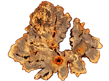 Buckeye Burl Live Edge #011