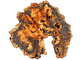 Buckeye Burl Live Edge #013