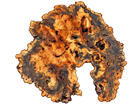 Buckeye Burl Live Edge #013