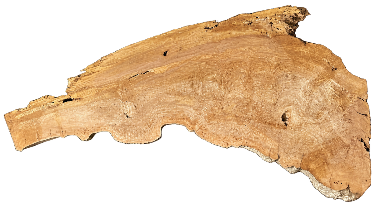Sycamore Burl 12/4 Live Edge #004