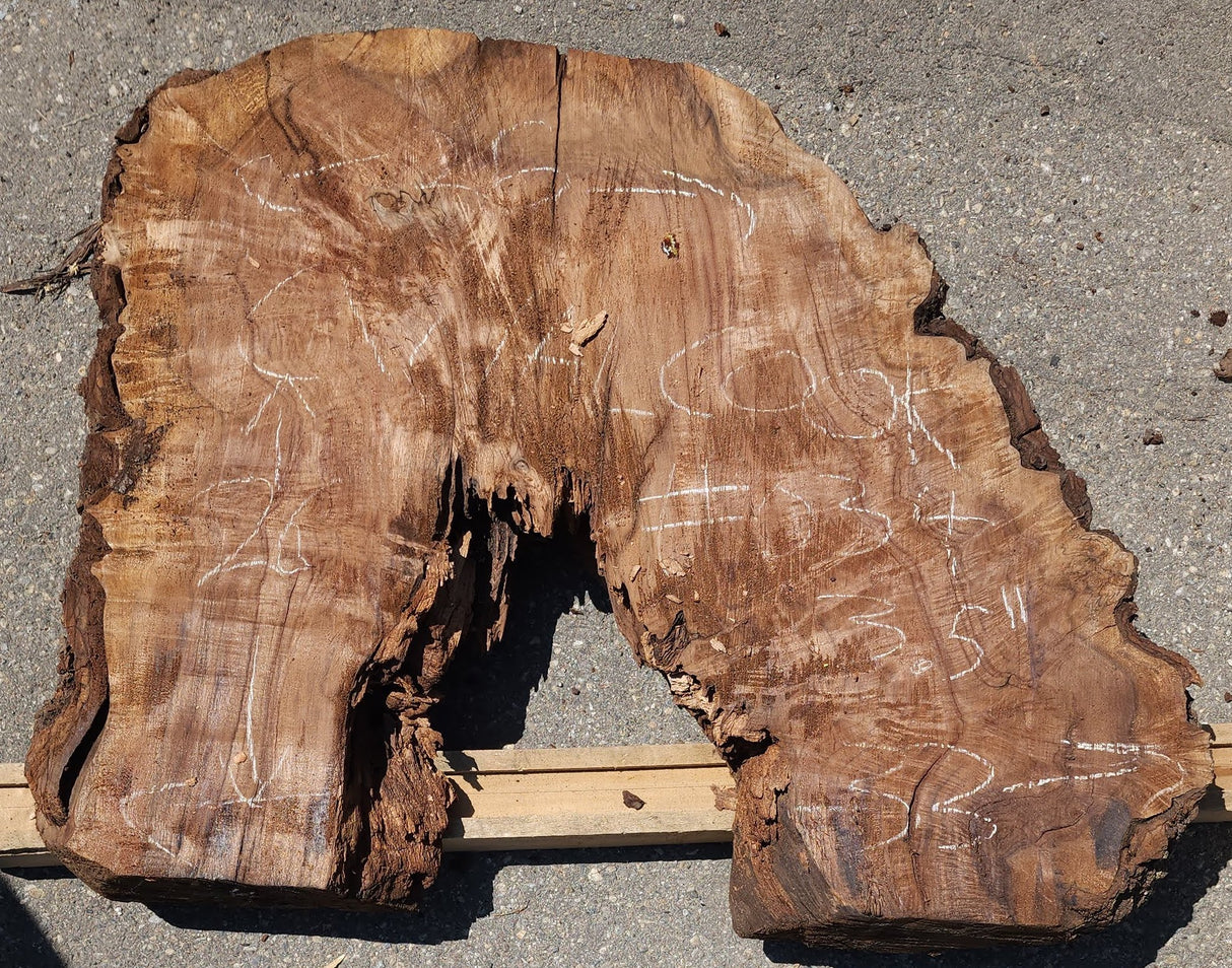 Claro Walnut Burl Cookie #034