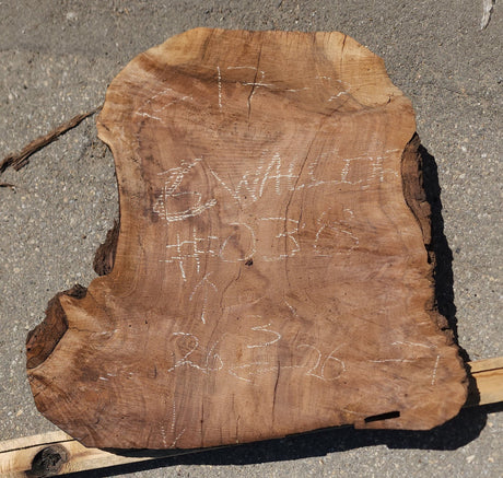 Claro Walnut Burl Cookie #038