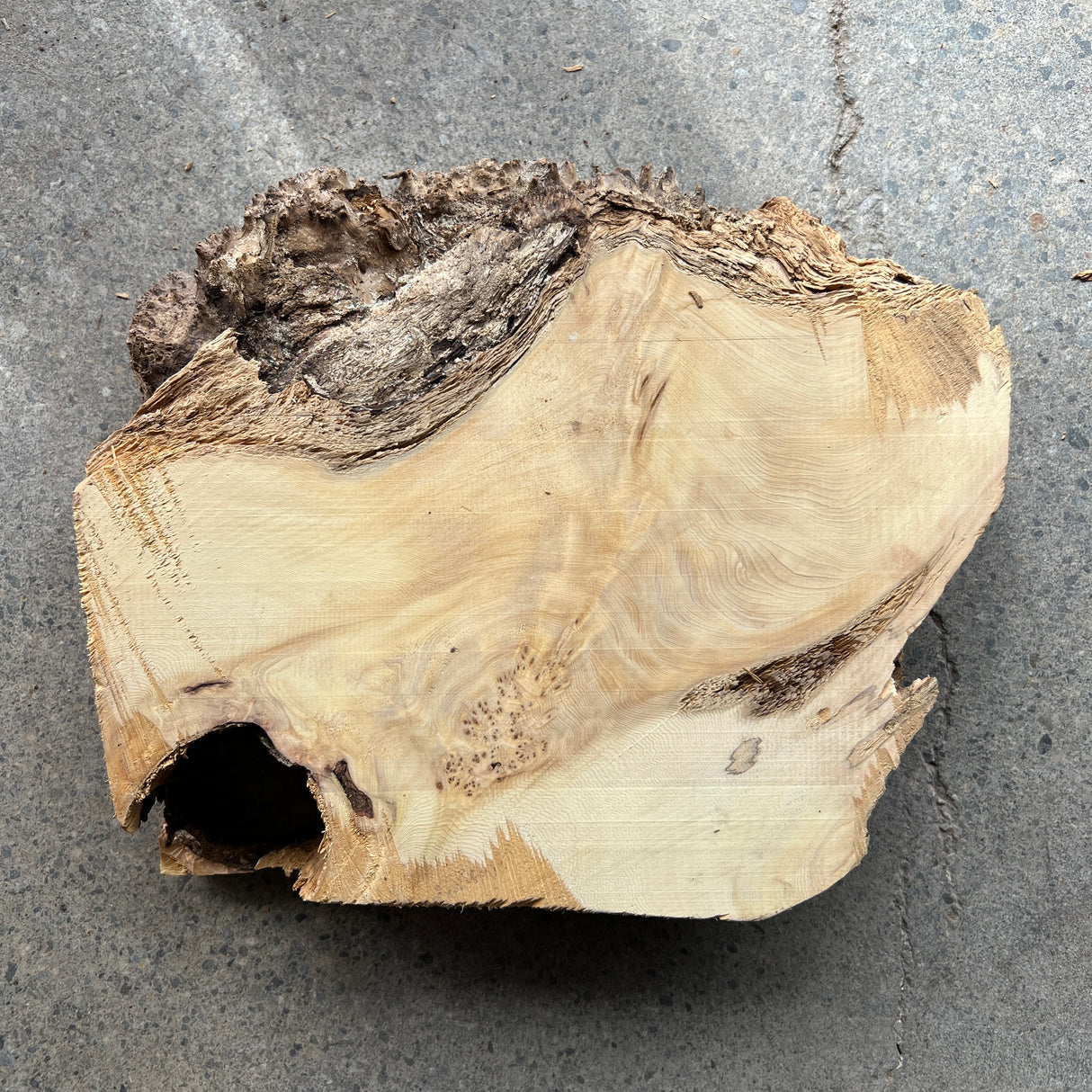 Yellow Cedar Burl 10”x9”x2.5”