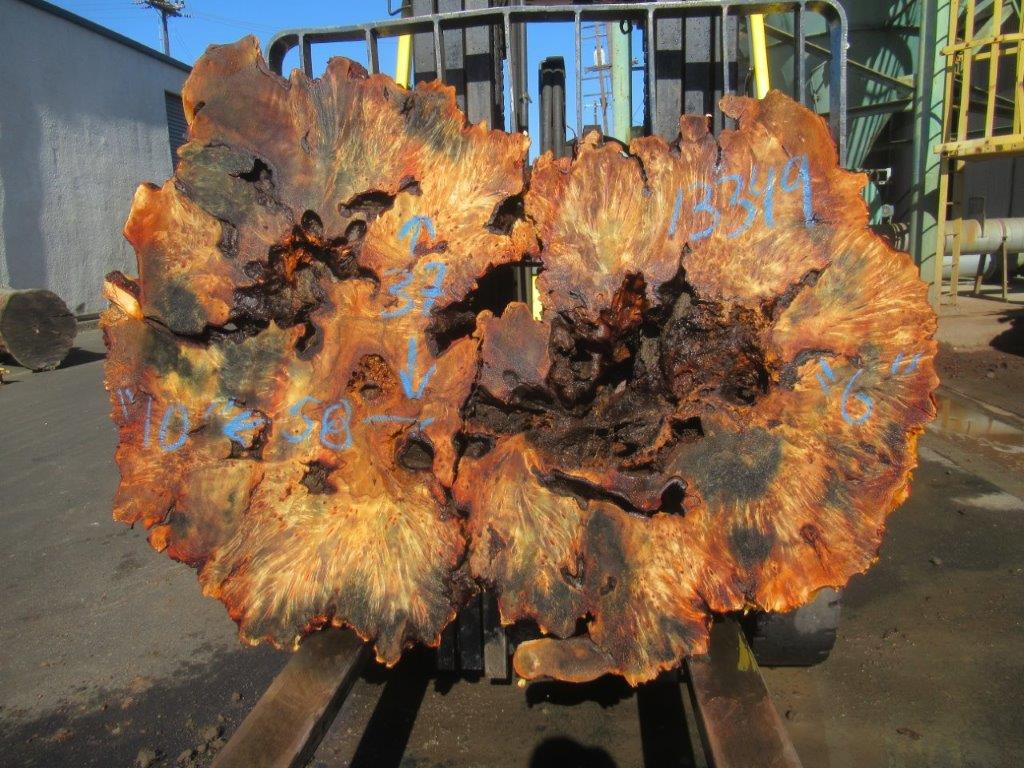 Buckeye Burl Cookie #13349