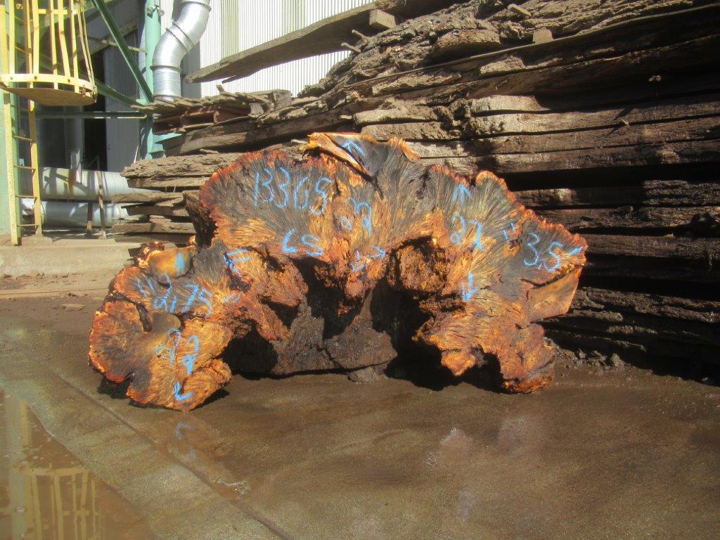 Buckeye Burl Cookie #13365