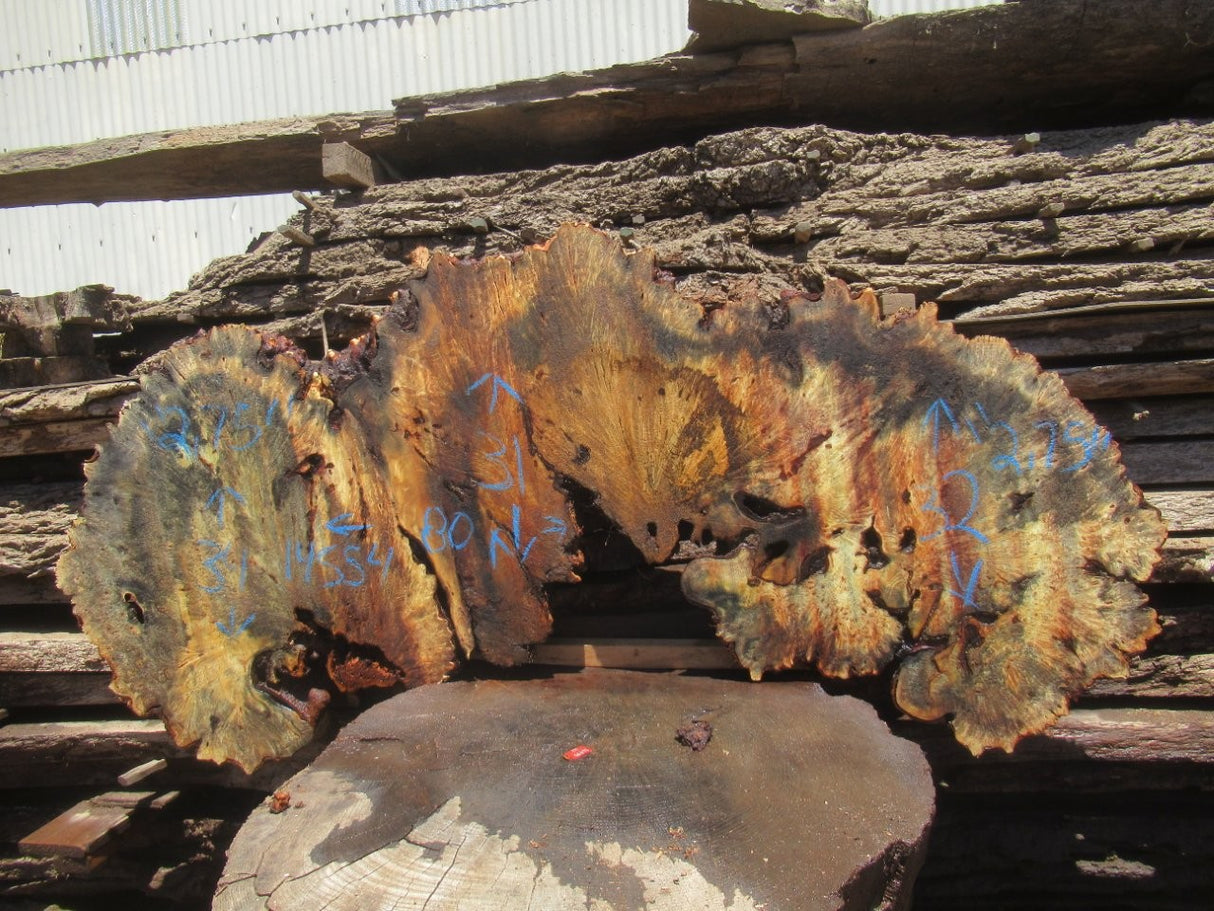 Buckeye Burl Live Edge #014