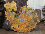 Buckeye Burl Live Edge #015