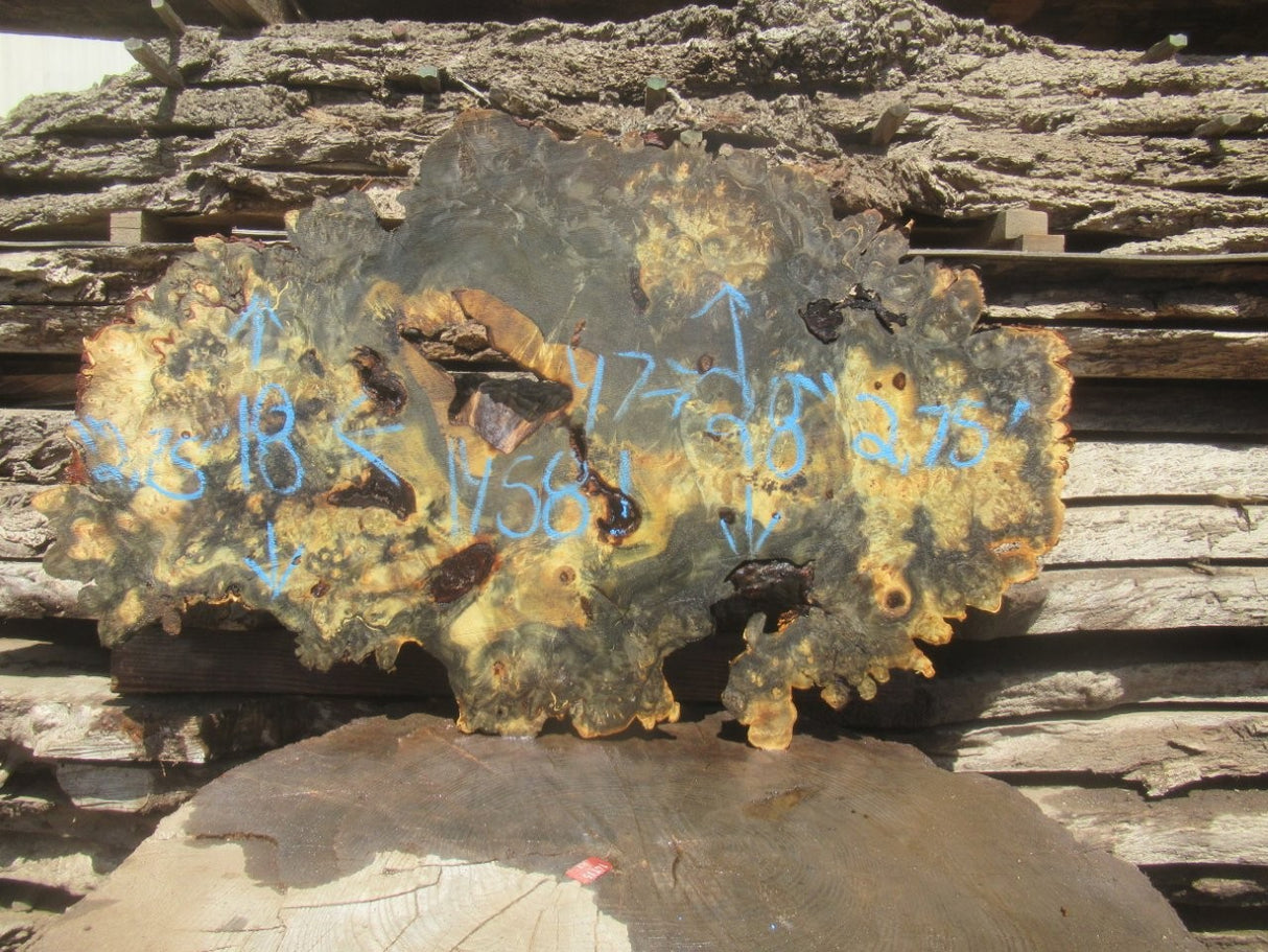 Buckeye Burl Live Edge #007
