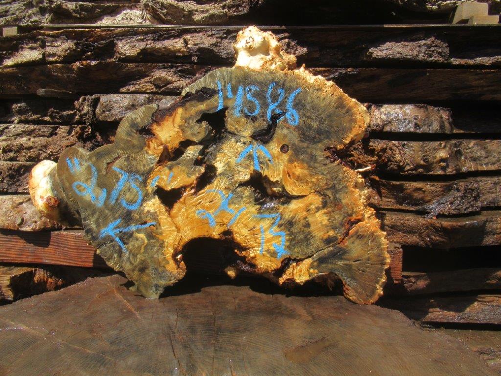 Buckeye Burl Cookie #14586