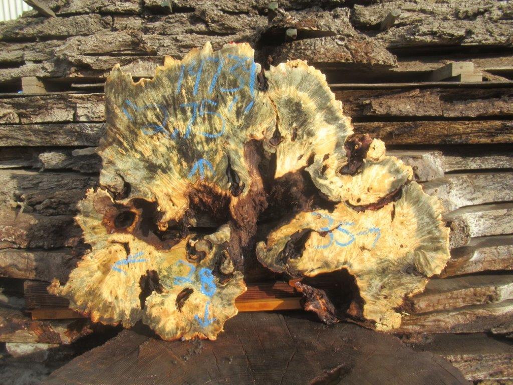 Buckeye Burl Cookie #14739