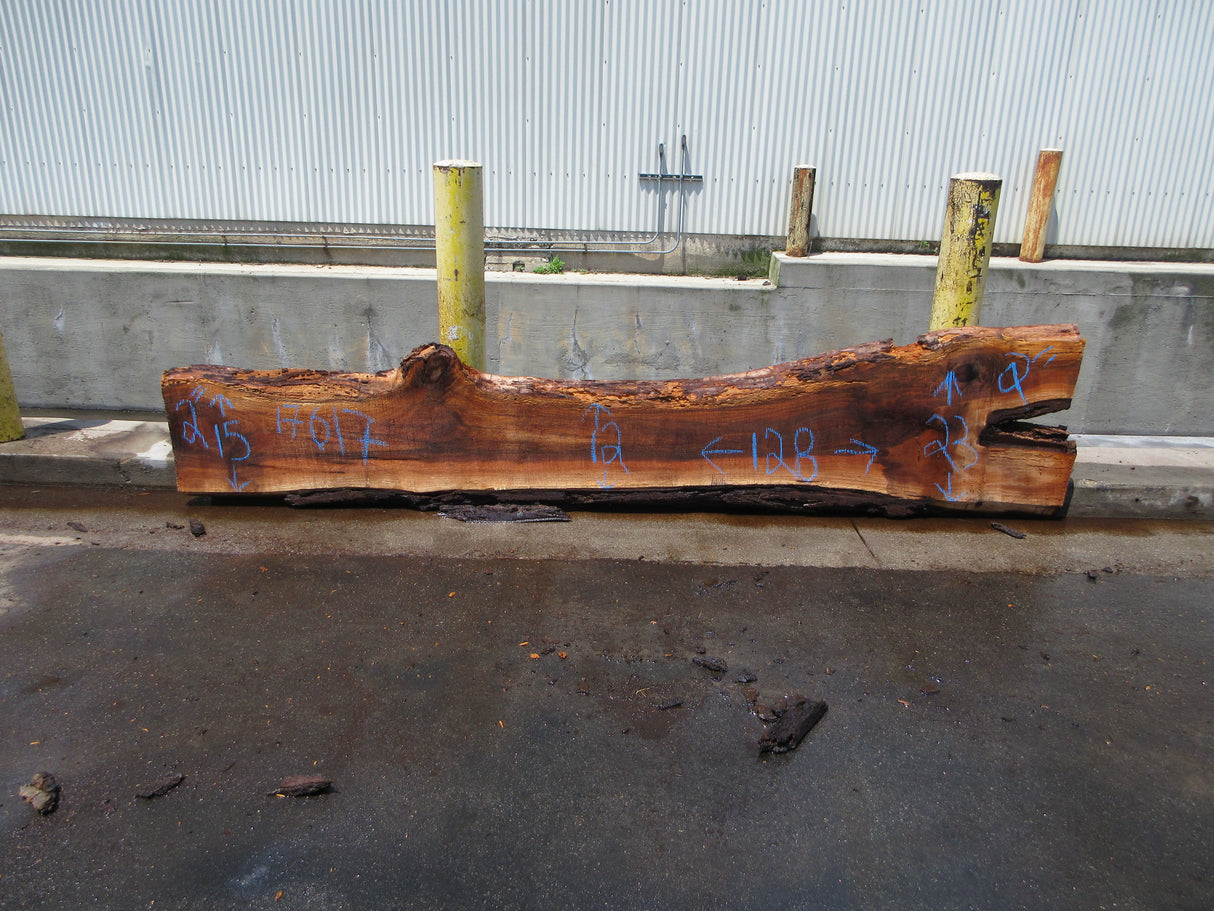 Claro Walnut Slab #17617