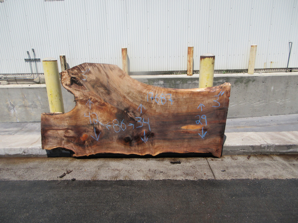Claro Walnut Slab #17687