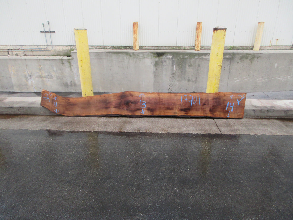 Claro Walnut Slab #17701