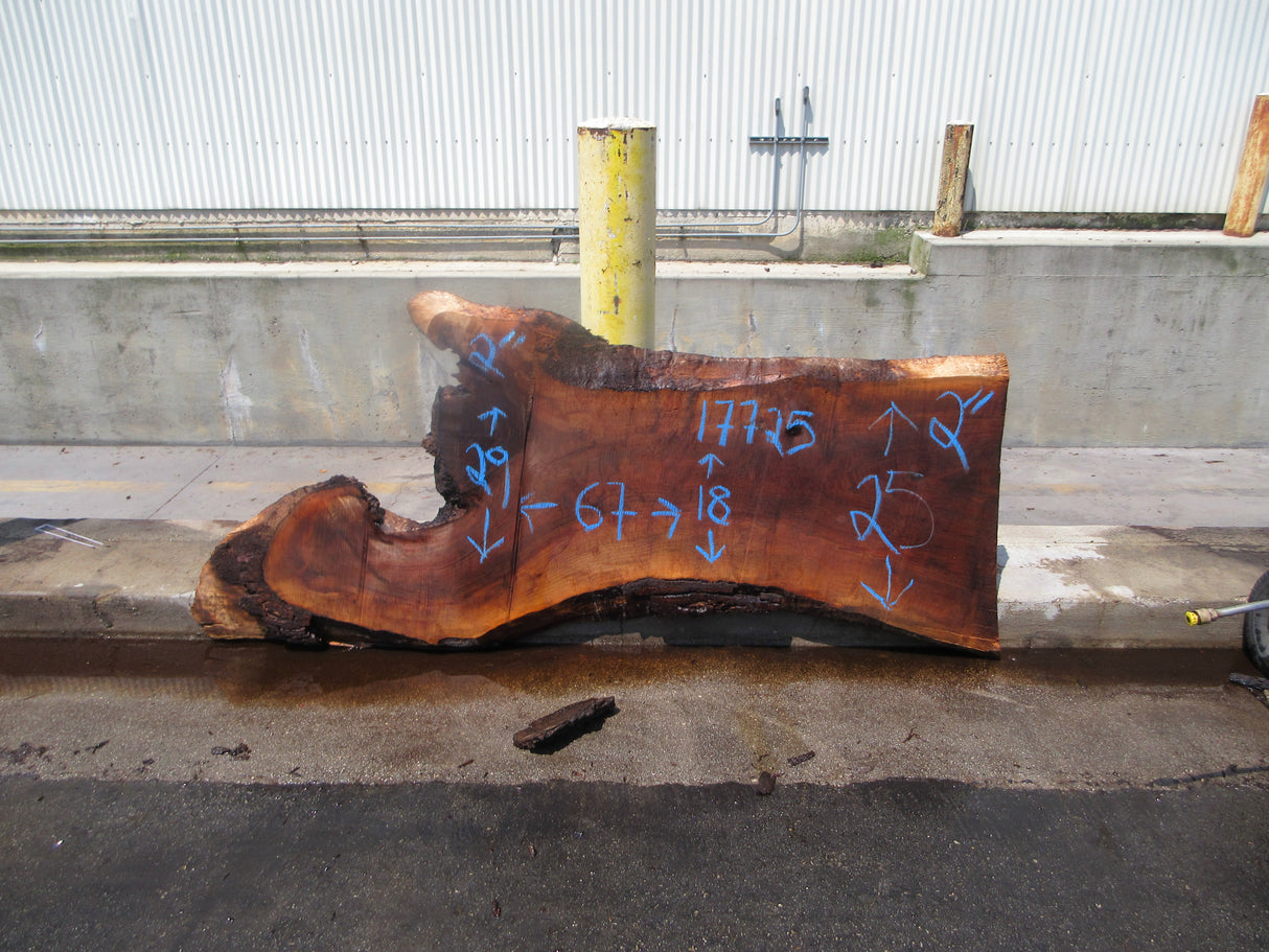 Claro Walnut Slab #17725