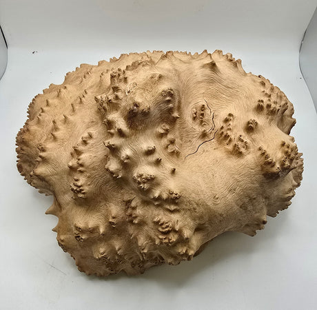 Red Mallee Burl - B178