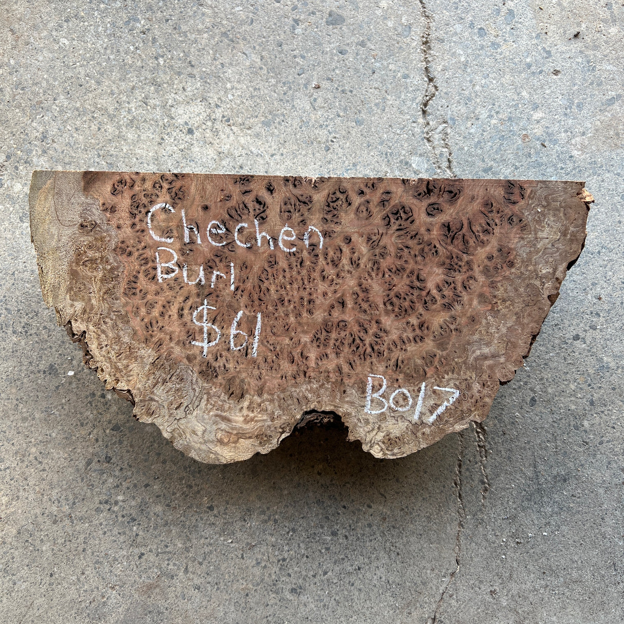 Chechen Burl 12”x6”x2.5”