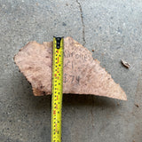 Madrone Burl 11”x5”x1.75”