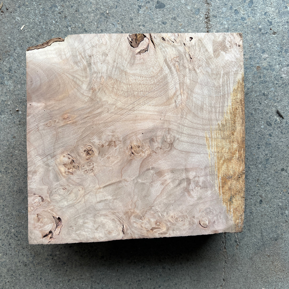 Maple Burl 9.5”x9.5”x2.75”