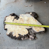 Yellow Cedar Burl 24”x16”x2”