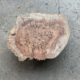 Chechen Burl 10”x7”x3”