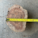 Chechen Burl 10”x7”x3”