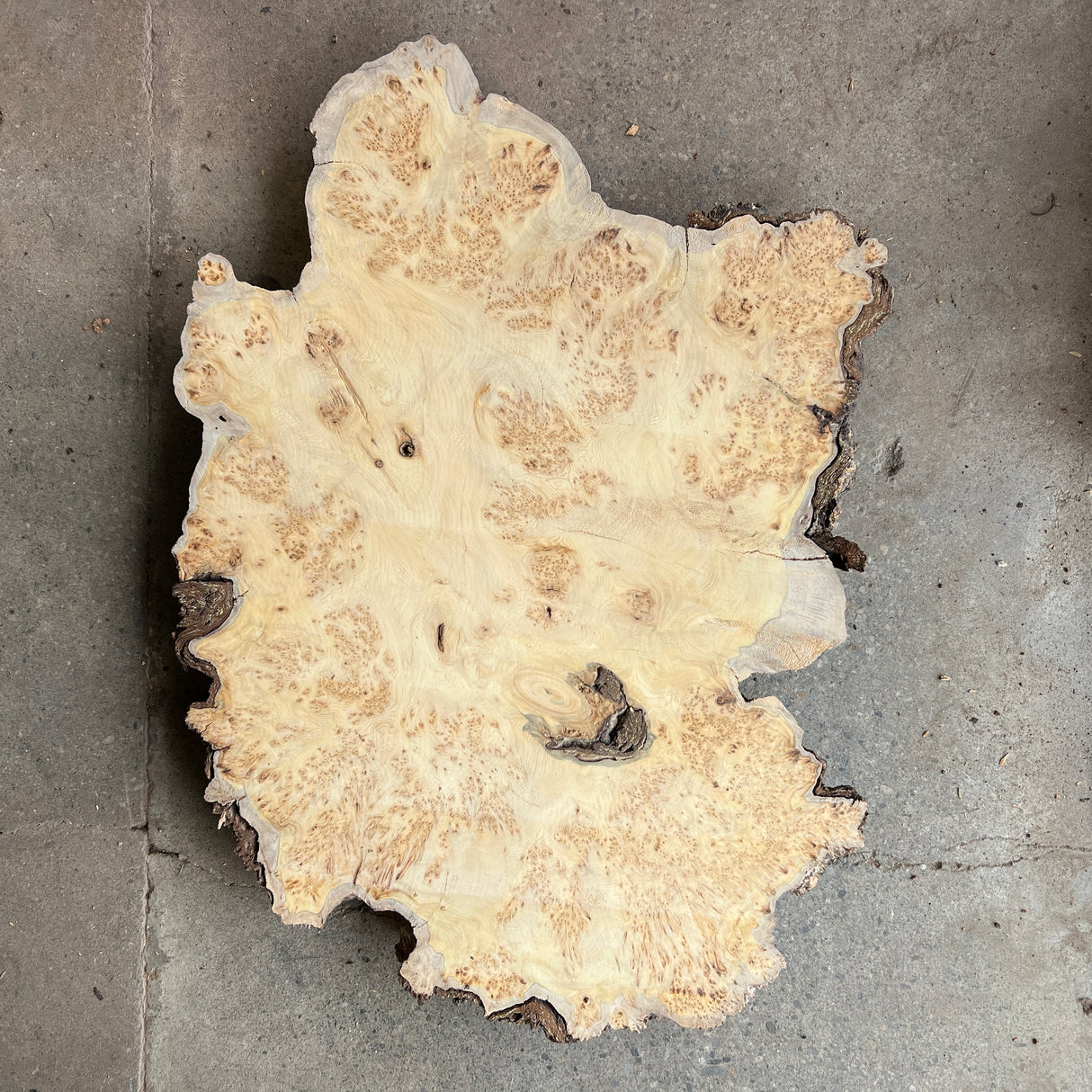 Yellow Cedar Burl 24”x16”x2”