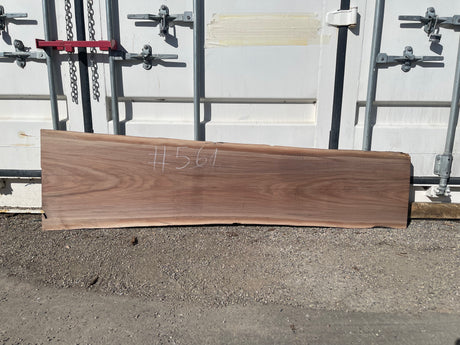 Black Walnut 10/4 Live Edge #561